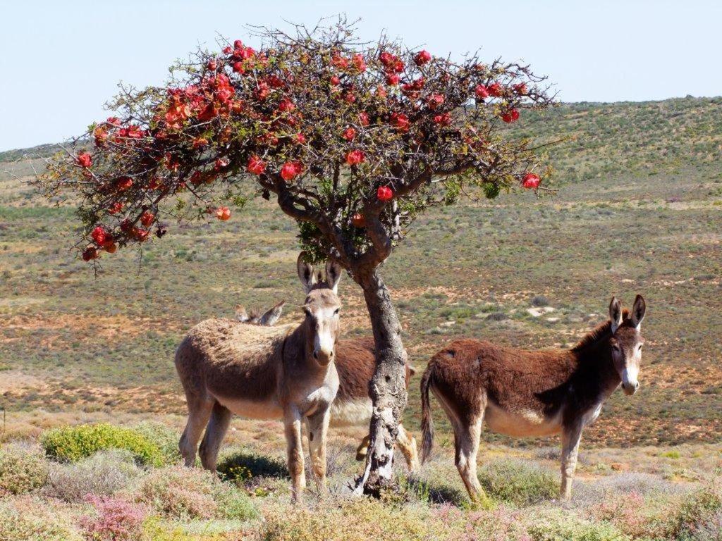 Okiep Country Hotel מראה חיצוני תמונה